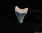Serrated and Colorful Inch Bone Valley Meg Tooth #123-1